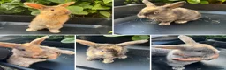 Harlequin rabbits for sale: Gorgeous harlequin mini lops - Advert 18