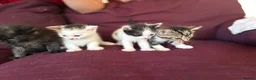 Mixed Breed cats for sale: 12 kittens available - Advert 12