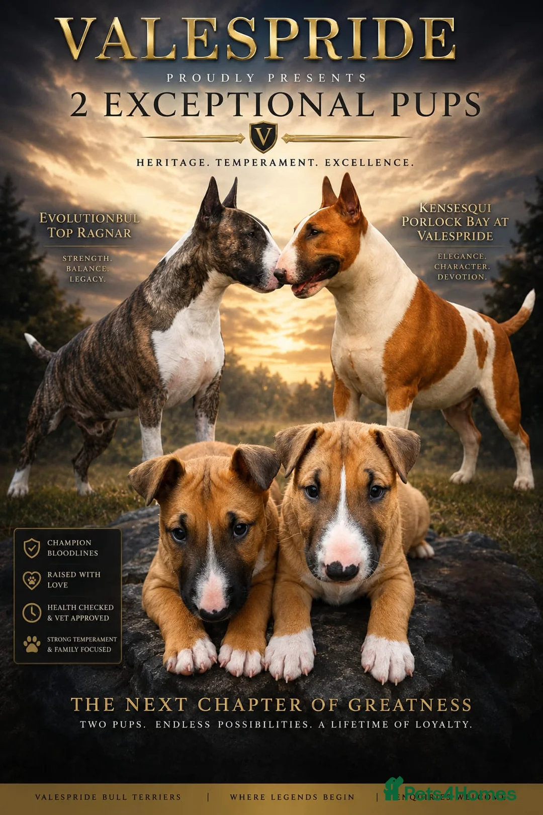 Bull Terrier dogs for sale: 2 stunning English bull terrier girls - Advert 1