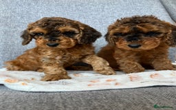Cockapoo dogs for sale: F2B Red Cockapoos **BOTH PARENTS DNA CLEAR** - Image 11