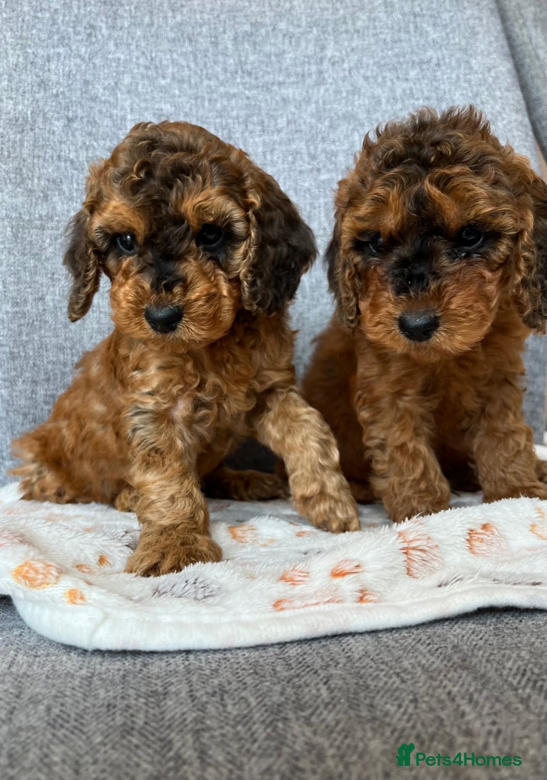 Cockapoo dogs for sale: F2B Red Cockapoos **BOTH PARENTS DNA CLEAR** - Image 11