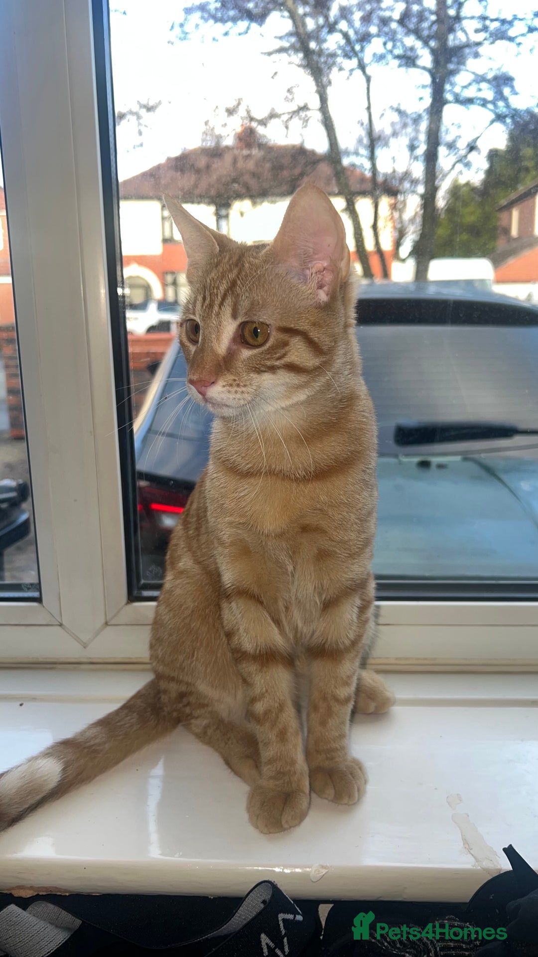 Mixed Breed cats for sale: Male Tabby Kitten - Advert 3