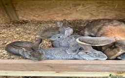 Continental Giant rabbits for sale: Rabbits for sale very nice  - Image 7