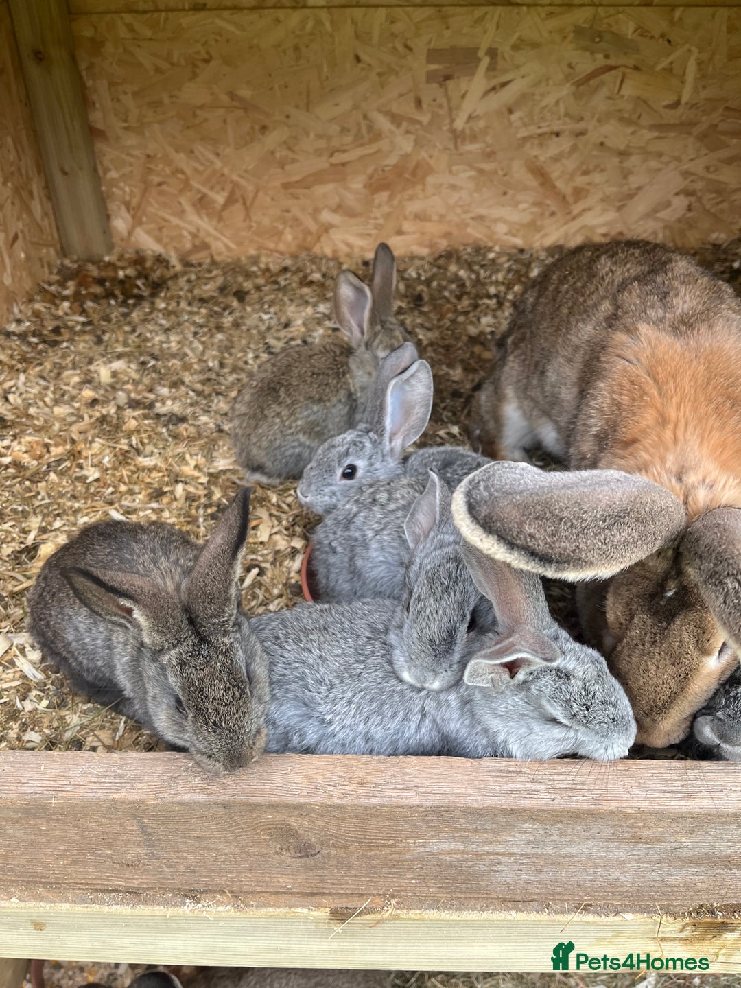 Continental Giant rabbits for sale: Rabbits for sale very nice  - Image 7