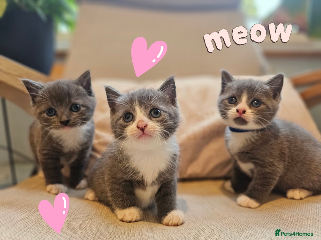 Russian Blue cats for sale: Grey kittens Blue Russian mix - Advert 3