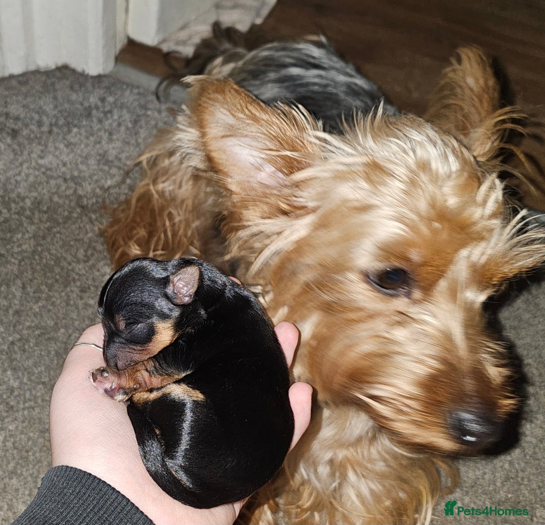 Yorkshire Terrier dogs for sale: Yorkshire terrier  - Advert 21