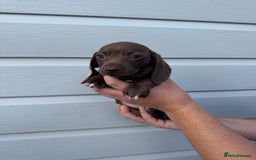 Miniature Dachshund dogs for sale: Miniature Dachsund Puppies (licensed breeder) - Image 19