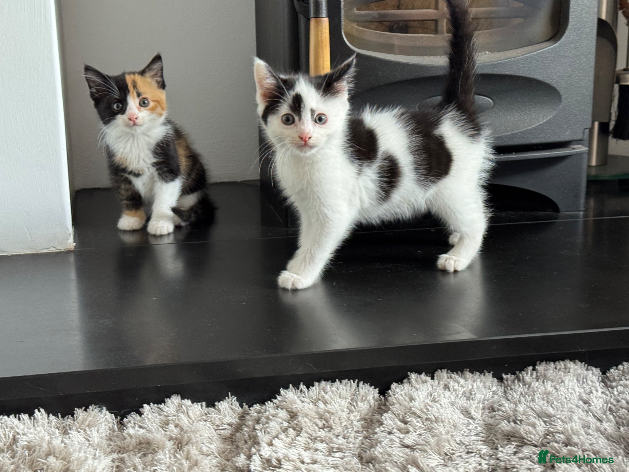 Persian cats for sale: Kittens ready to go  - Advert 3