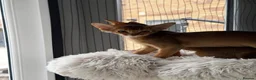 Abyssinian cats for sale: Abyssinian kittens  - Advert 8