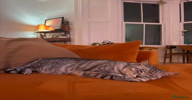 Bengal cats - Advert 5