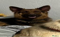 German Shepherd dogs for sale: Ready now 🥰 GSD puppies health tested parents - Image 12