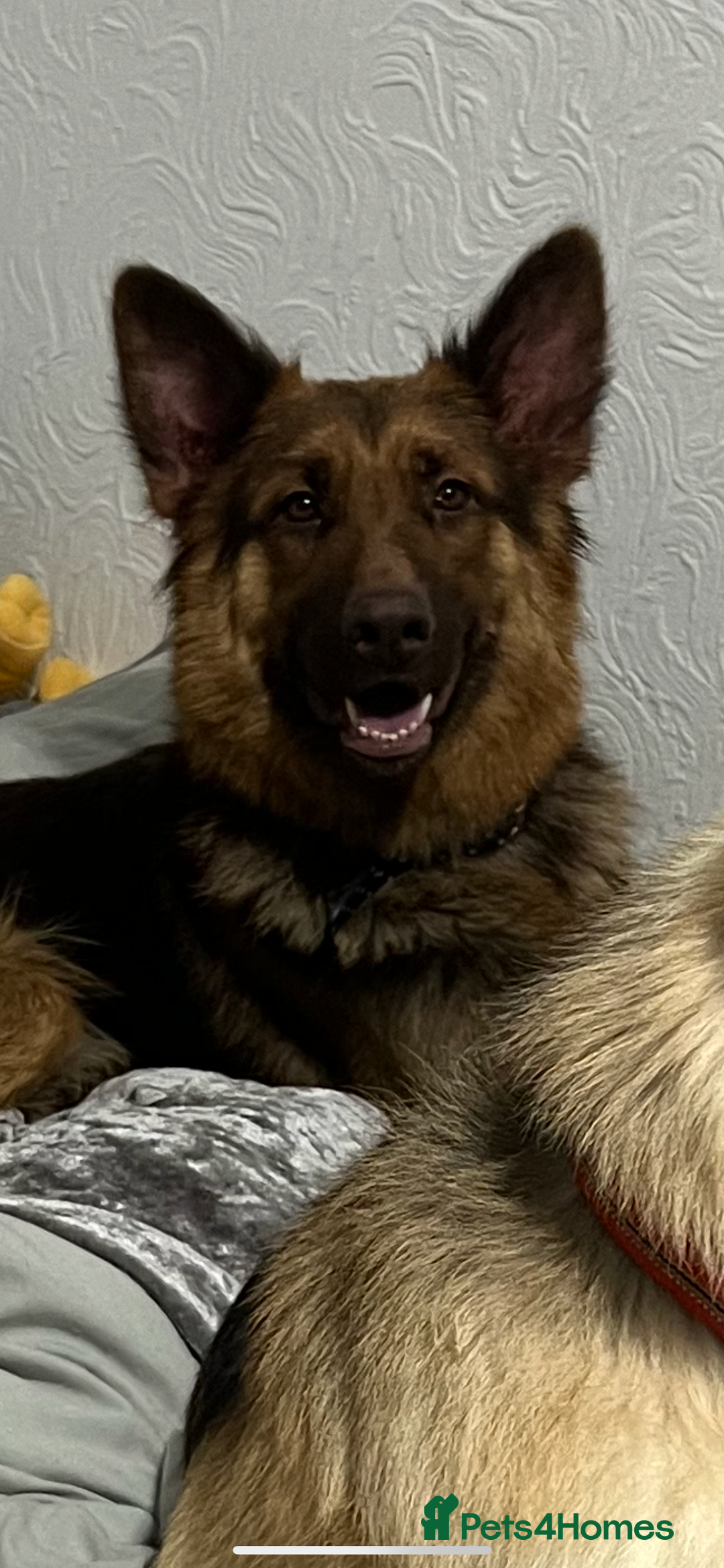 German Shepherd dogs for sale: Ready now 🥰 GSD puppies health tested parents - Image 12