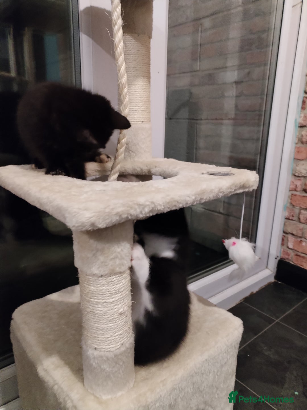 Mixed Breed cats for sale: 2 kittens ready to leave in 2 weeks - Image 3