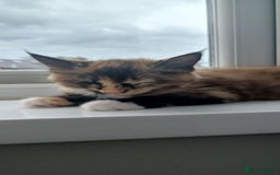Maine Coon cats for sale: 🌟 Maine Coon Kittens Looking for Loving Homes 🌟 - Image 4