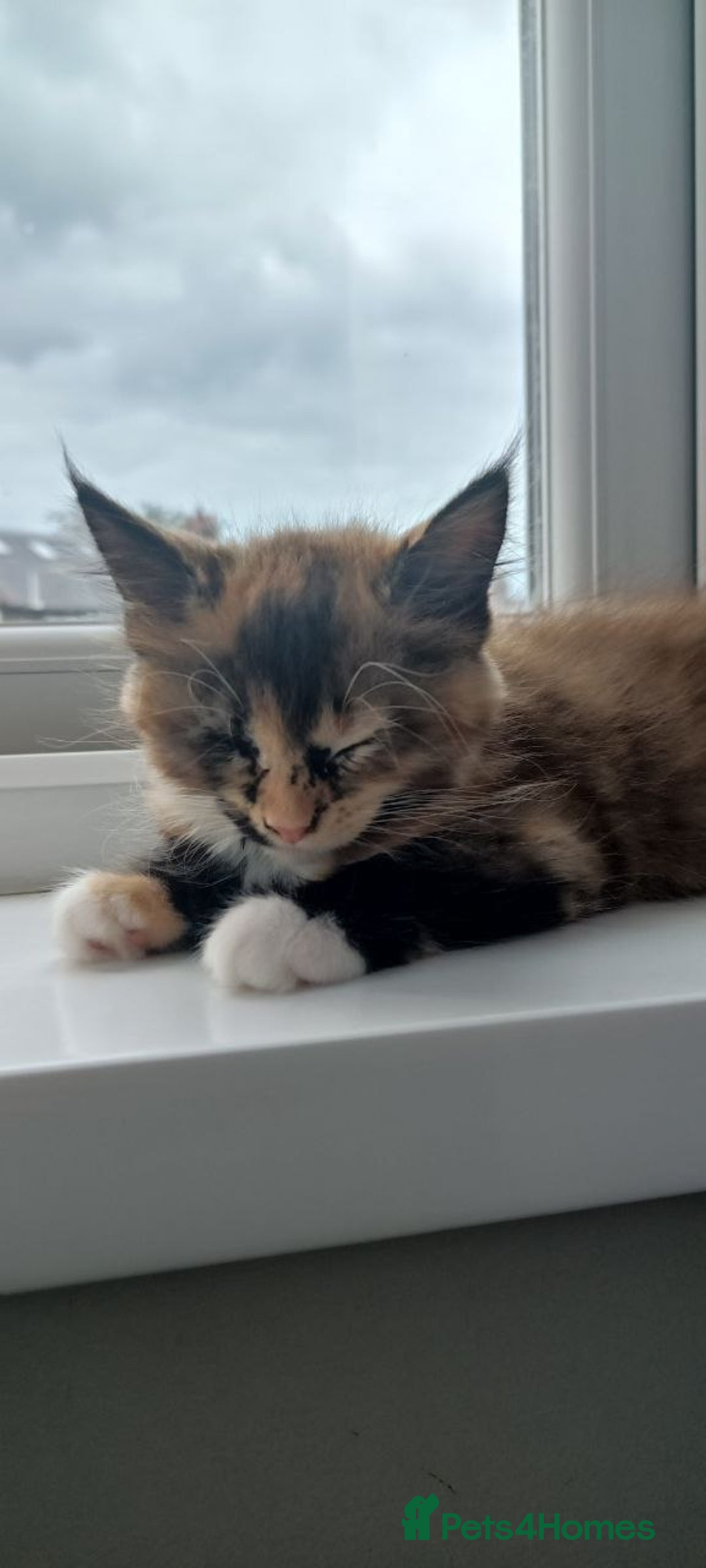 Maine Coon cats for sale: 🌟 Maine Coon Kittens Looking for Loving Homes 🌟 - Image 4