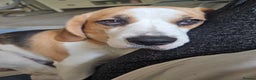 Beagle dogs for sale: Beautiful beagle girl - Advert 4