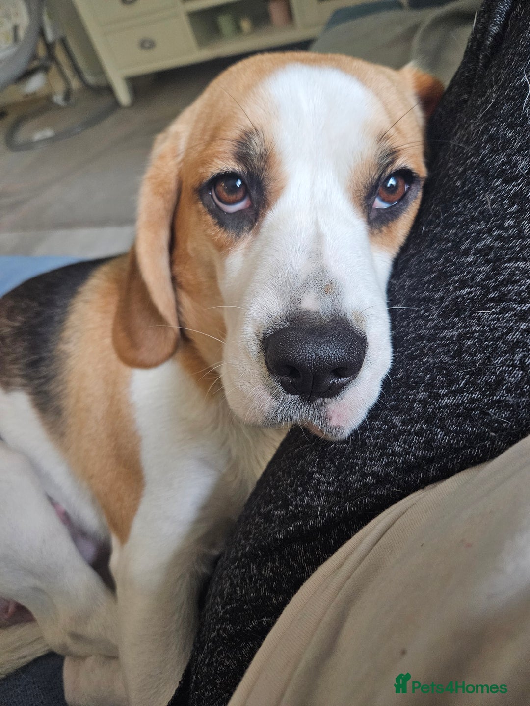 Beagle dogs for sale: Beautiful beagle girl - Advert 4