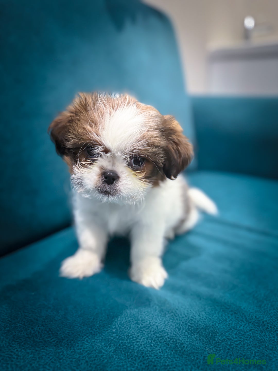 Mixed Breed dogs for sale: 🐶 Adorable Mixed-Breed Puppies Looking for Homes - Advert 17