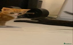 British Shorthair cats for sale: 6 kittens mixture of colours, bred from house cat  - Image 12