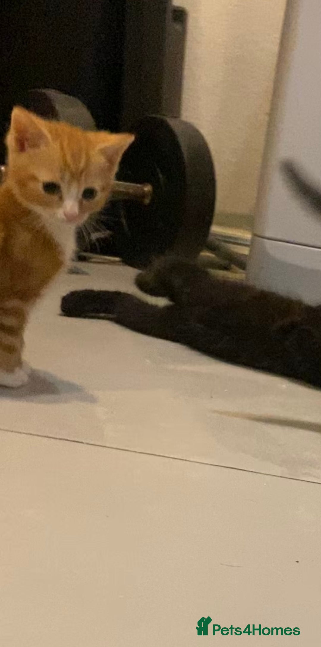 British Shorthair cats for sale: 6 kittens mixture of colours, bred from house cat  - Image 12