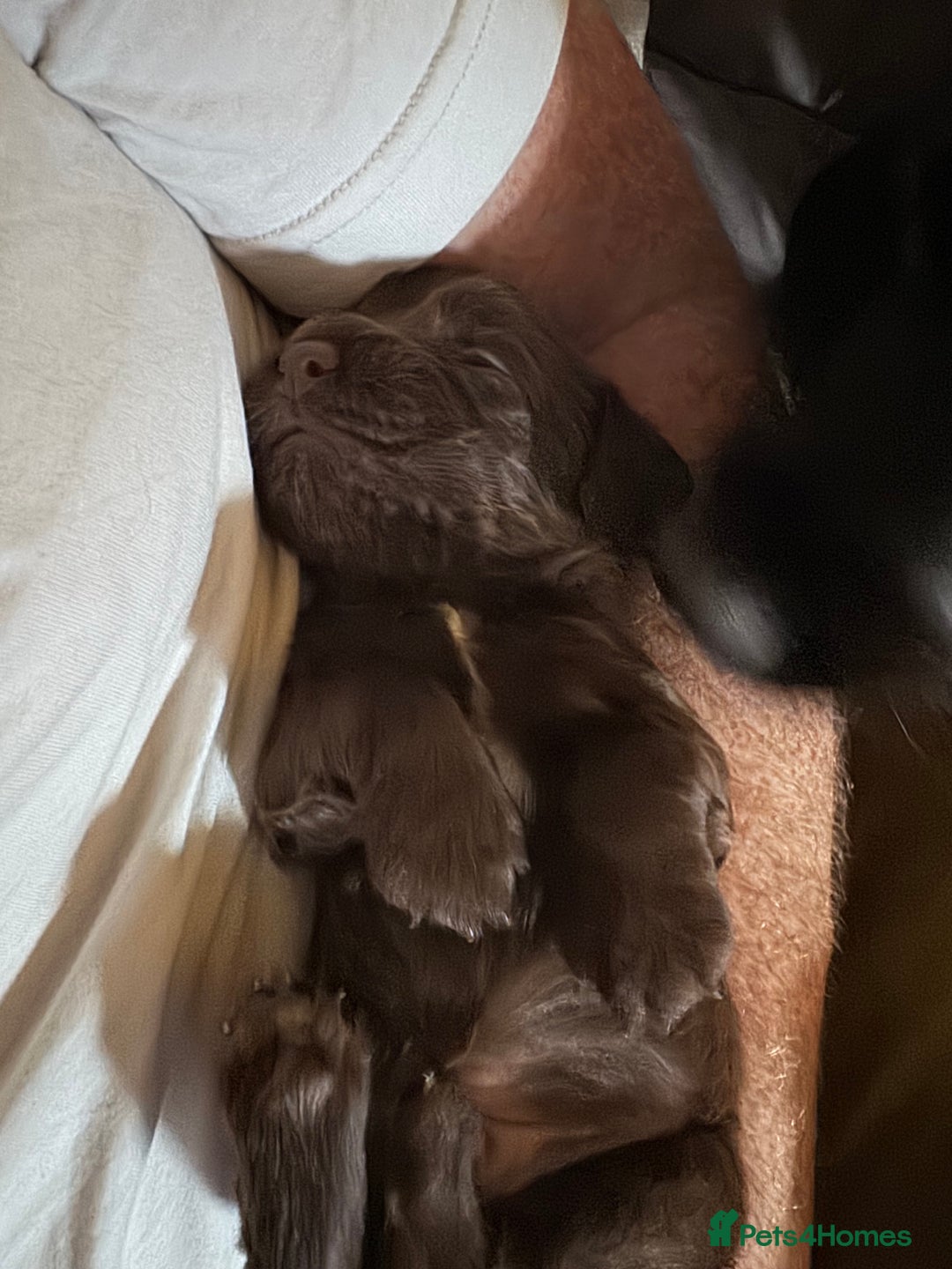 Sprocker dogs for sale: Stunning F1 sprocker puppies - Advert 1