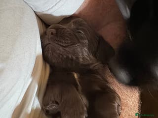 Sprocker dogs Stunning F1 sprocker puppies - Advert 1