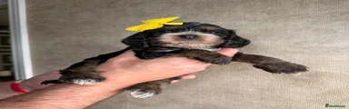 Cockapoo Puppy 2