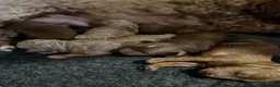 Cavapoo dogs for sale: Stunning F1b Cavapoo puppies- 5* licensed - Advert 3