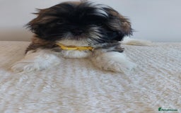 Shih Tzu dogs for sale: Beautiful Shih tzu puppies 🫶🏼 - Image 21