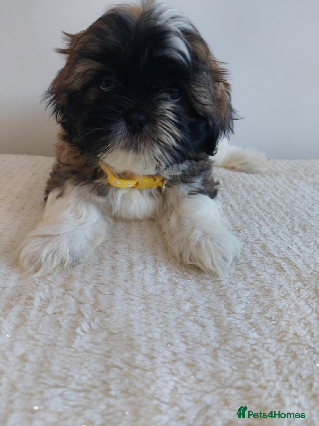 Shih Tzu dogs for sale: Beautiful Shih tzu puppies 🫶🏼 - Image 21