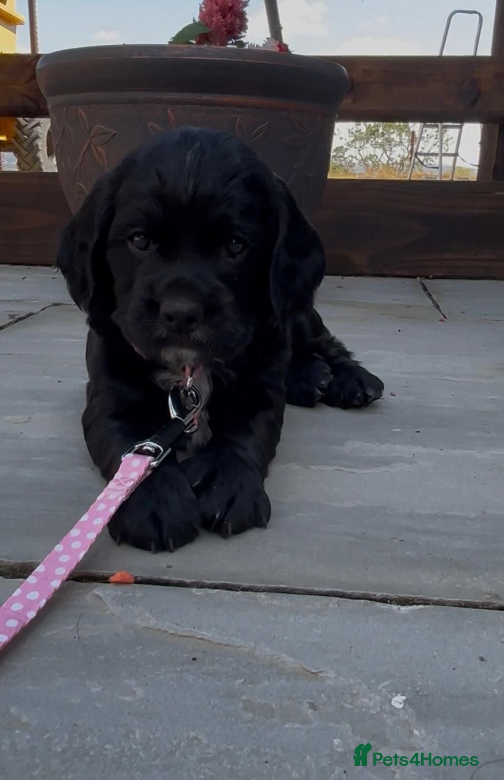 Cocker Spaniel dogs Kc reg working cocker puppies - Advert 17