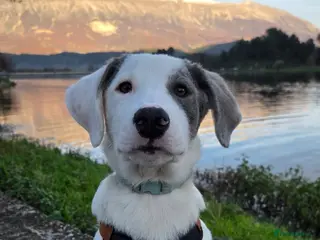 Mixed Breed dogs Trimi needs a home - Advert 1