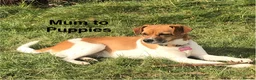 Mixed Breed dogs for sale: Mixed Breed Puppies  - Advert 12