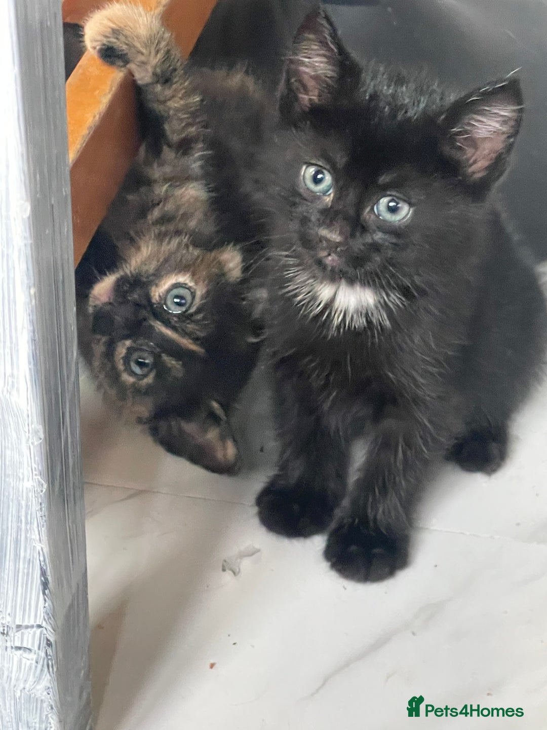 Mixed Breed cats for sale: 4 Beautiful & playful kittens - Advert 2