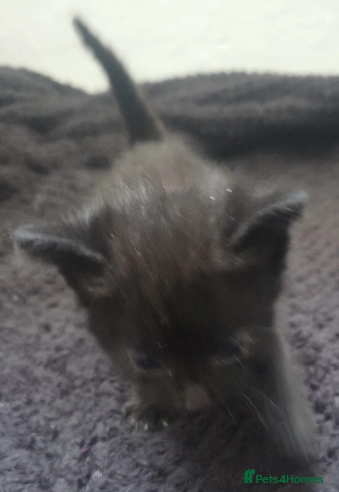 Mixed Breed cats for sale: Beautiful kittens please read description  - Advert 19