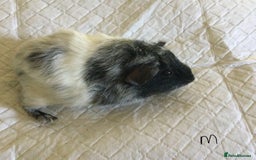 Guinea Pig rodents for sale: Skinny pig and smooth haired Guinea pigs - Image 22