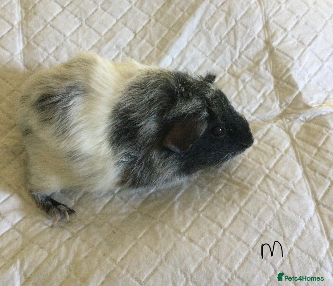 Guinea Pig rodents for sale: Skinny pig and smooth haired Guinea pigs - Image 22