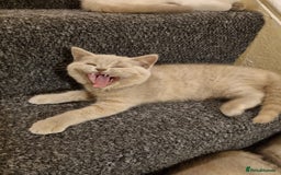 British Shorthair cats for sale: 💜GCCF Kittens Ready for Their Forever Homes!💜 - Image 3