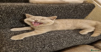 British Shorthair cats - Advert 10