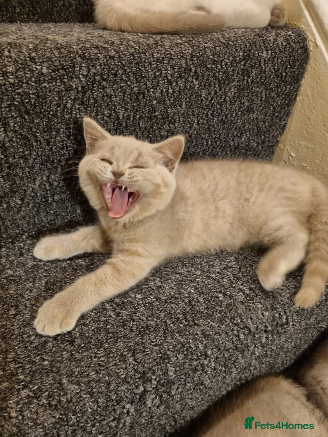 British Shorthair cats for sale: 💜GCCF Kittens Ready for Their Forever Homes!💜 - Image 3