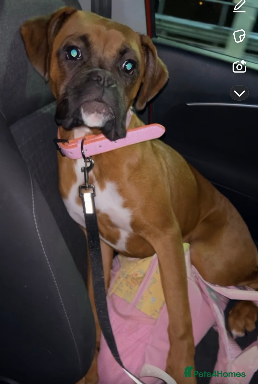 Boxer dogs for sale: Flashy boxer/red - natural bob tail/tail  - Image 10