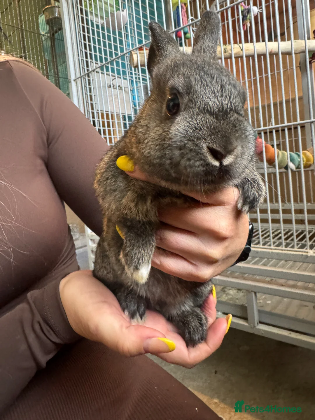 Mixed Breed rabbits for sale: Lion head x lop females  - Advert 3