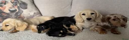 Miniature Dachshund dogs for sale: KC cream dachshunds  - Advert 15