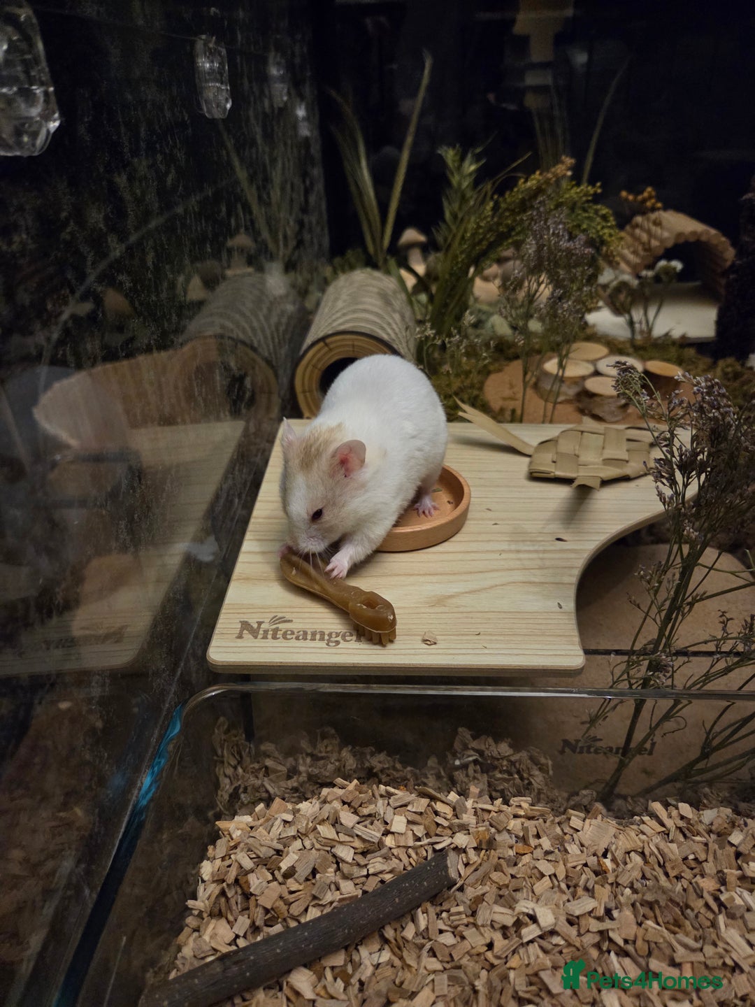 Hamster rodents for sale: Hamster for adoption  - Advert 1