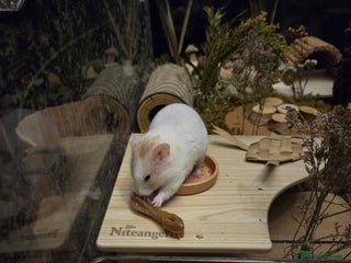 Hamster rodents Hamster for adoption - Advert 6