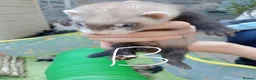 Ferret rodents for sale: Ferret kits Cinnamons also browns available  - Advert 14