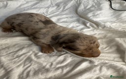 Miniature Dachshund dogs for sale: 6 Miniature Dachshund babies - Image 7