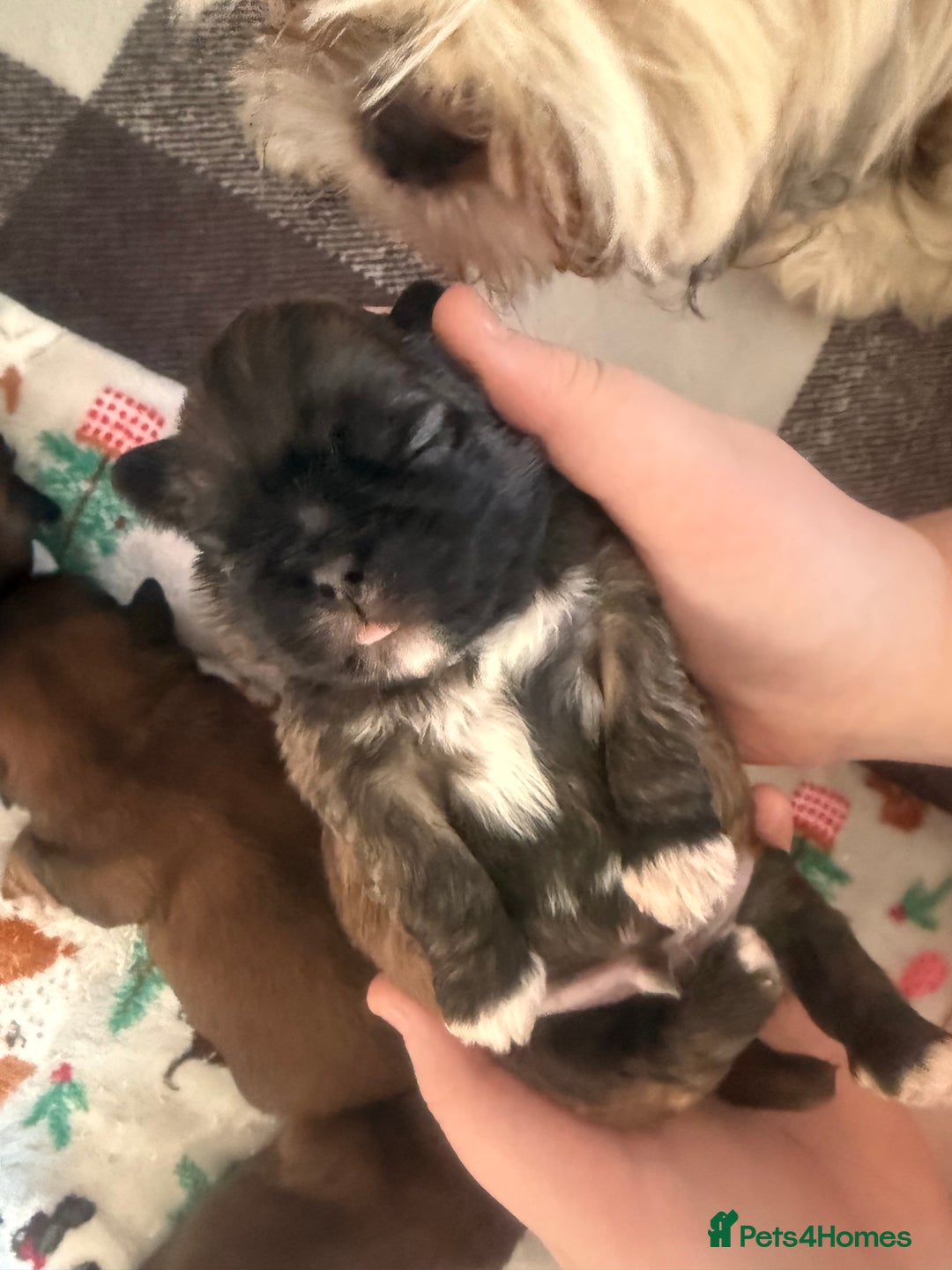Shih Tzu dogs for sale: Gorgeous Shih Tzu Babies, ready from 14 Febuary.  - Advert 5