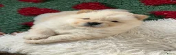 Chow Chow dogs for sale: KC chow chow puppies  - Advert 15