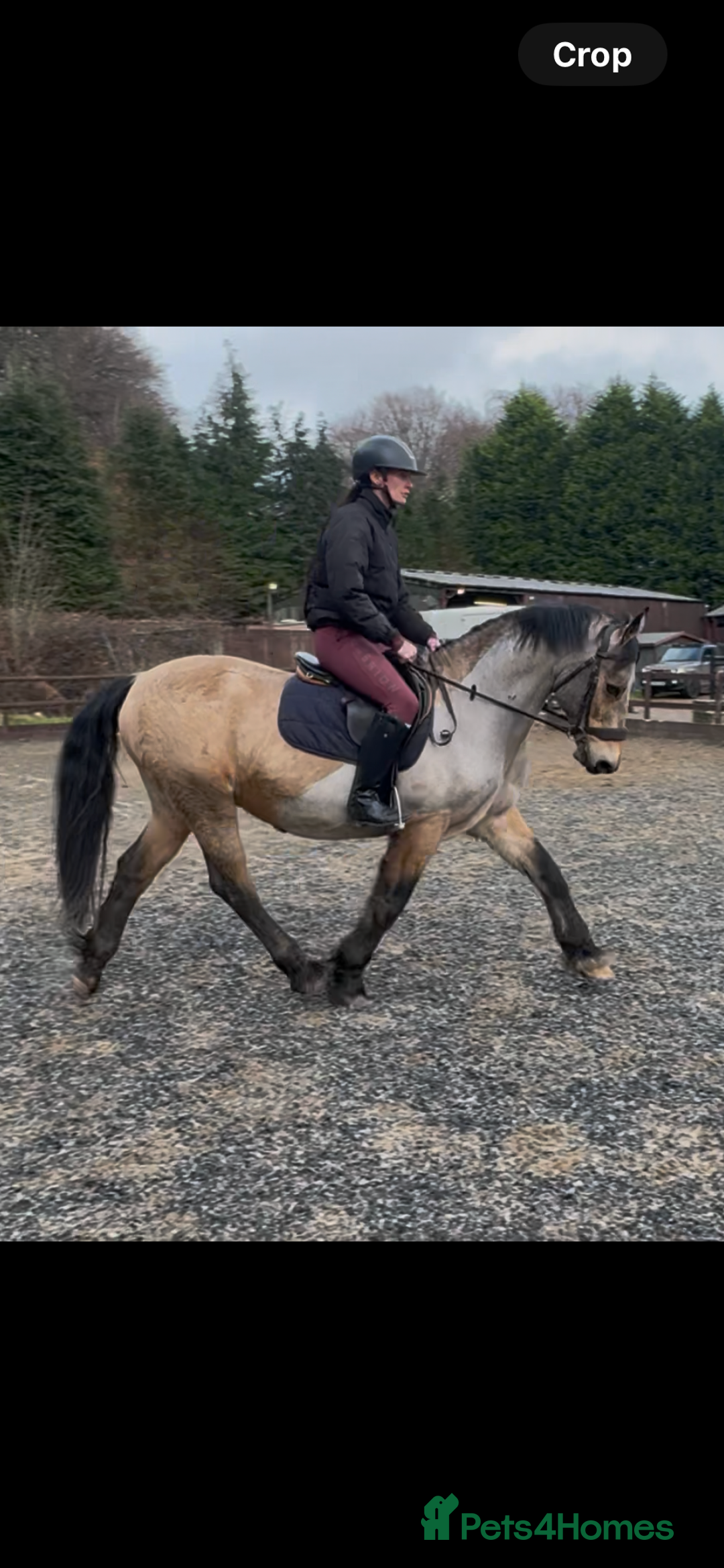 Welsh Section D horses for sale: Goldie - Dun Section D  - Advert 2